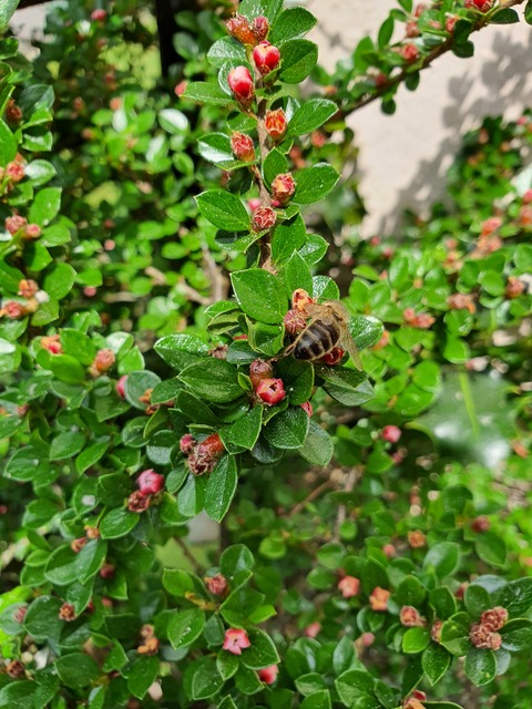 Header of beeonplant