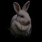 Onlyfans leaks bunnygirldaisy 

 profile picture