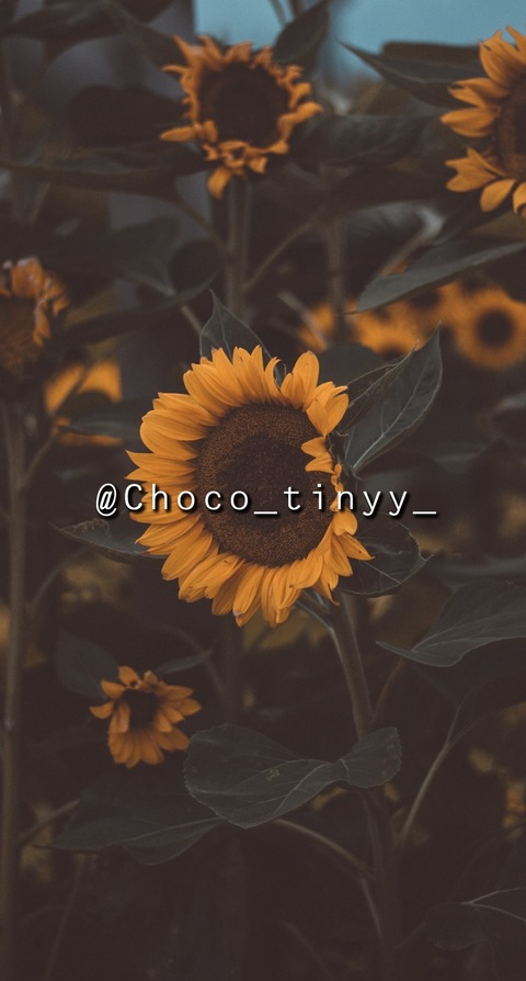 Header of choco_tinyy_