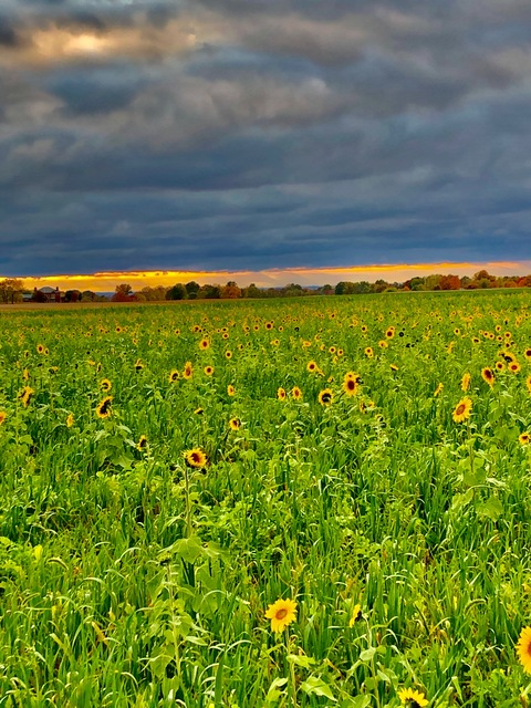 Header of farmgirl