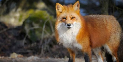Header of fox138