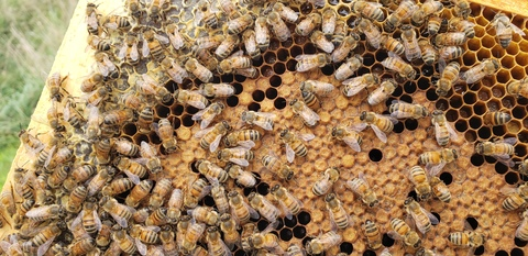 Header of honeybee6122
