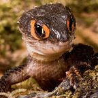 momonga (Salacious Skink) OnlyFans Leaks 

 profile picture