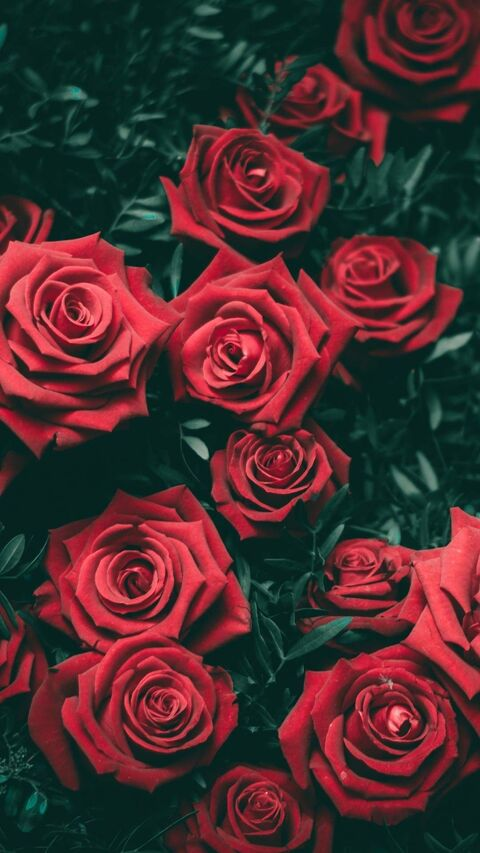 Header of roses97