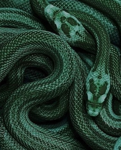 Header of snake1girl