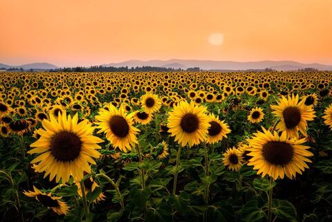 Header of sunflowerbabez