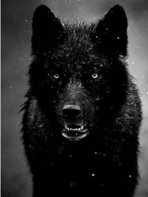 Header of theblackwolf3