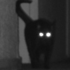 GhostCat (u67614868) Leaked OnlyFans 

 profile picture